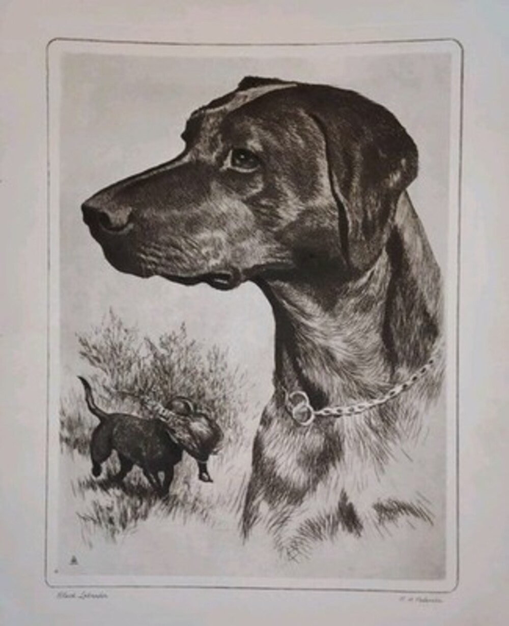 Beautiful Black Labrador Etching Print by RH Palenske- Brown and Bigelow 1956